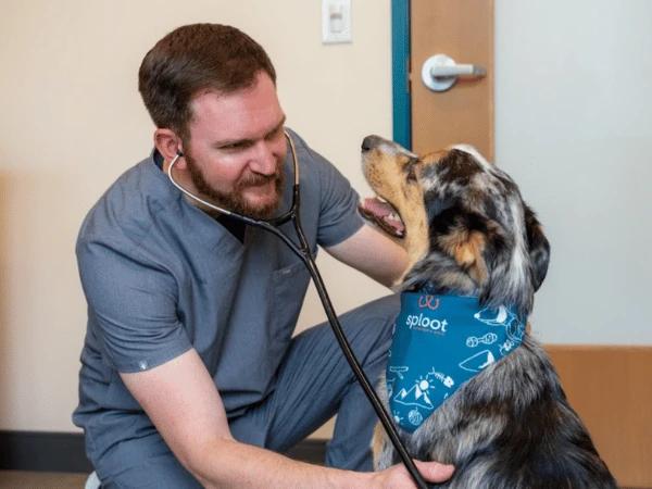 A veterinarian at Sploot Veterinary Care in Denver or Chicago examining a dog for picky eating behaviors