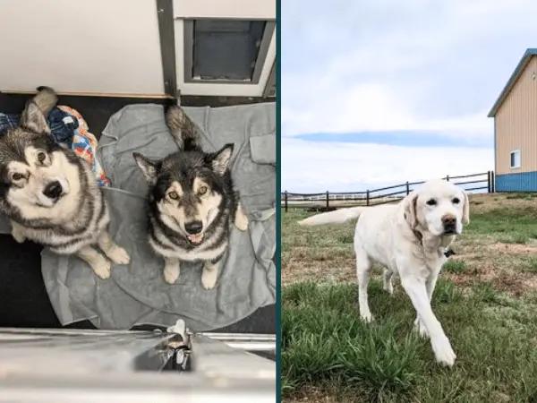 Side-by-side of the kennel suites and play yard in Black Forest Dog Resort, a dog boarding establishment in Colorado Springs