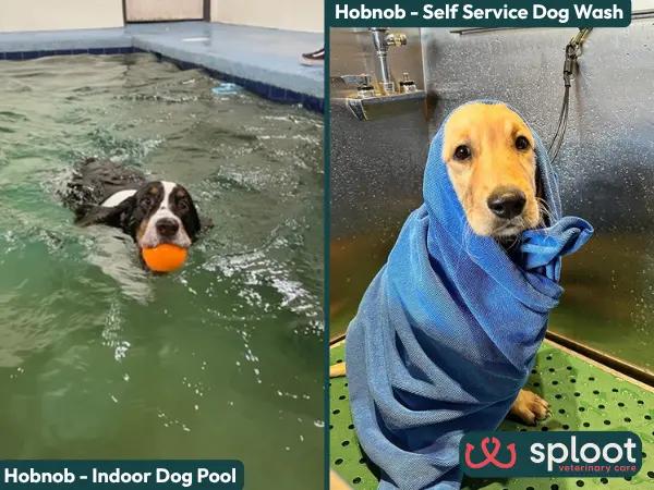The indoor dog swimming pool at Hobnob, one of the best swimming spots for dogs in Denver, Colorado, right next to Hobnob’s self service dog wash