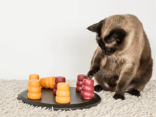 A cat playing with a puzzle feeder, an example of stimulating games for cats