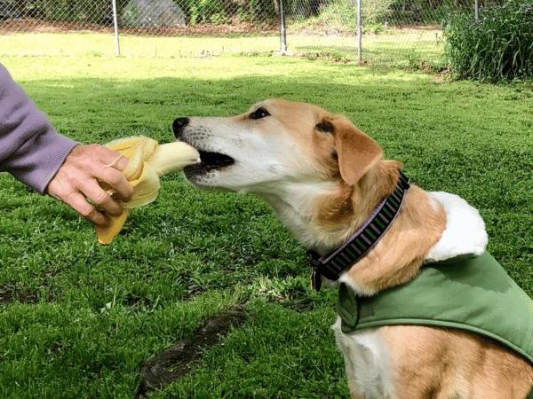 A dog eating a banana, one of the safe fruits dogs can eat