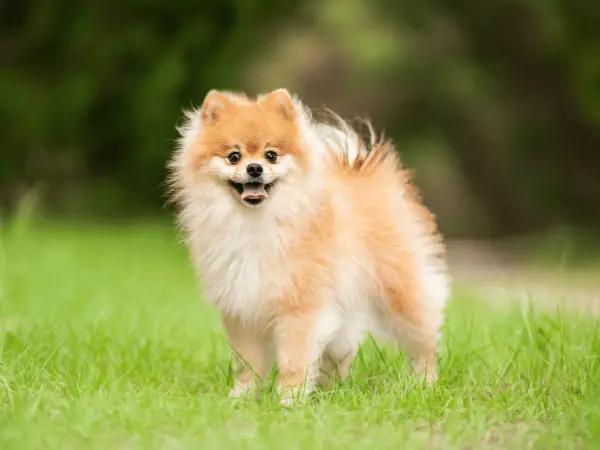 A photo of a healthy and happy Pomeranian, representing Pomeranian health issues and Pomeranian care