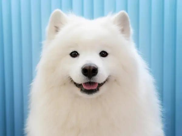 A photo of a calm Samoyed, a breed prone to separation anxiety, but is treated with anxiety meds for dogs