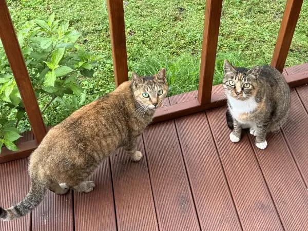 A photo of a cat outside socializing with another strange cat, one of the common ways of transmitting FeLV in cats, necessitating the FeLV vaccine for cats that have this risk factor