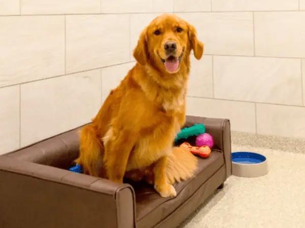 A dog resting on a comfortable couch in K9 Resorts Luxury Pet Hotel, one of the best dog boarding establishments near Highlands Ranch