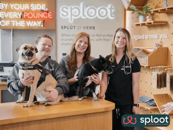 A photo of friendly veterinarians at Sploot Vet’s counter, representing stress-free veterinary care in the best vet clinic in Denver