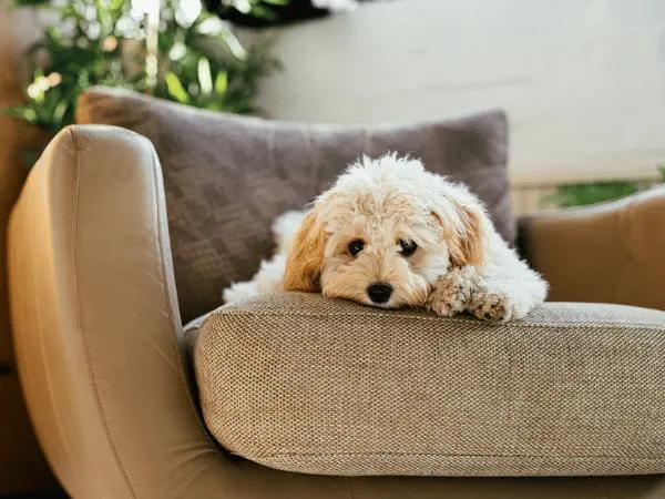 A dog sadly lying down on a couch, representing extreme pain, which is a case that needs to be brought to an emergency dog vet