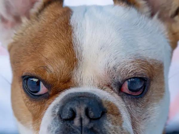 A close-up photo of cherry eye in dogs or cherry eye in puppies, showing the prolapsed nictitans gland or gland of the third eyelid