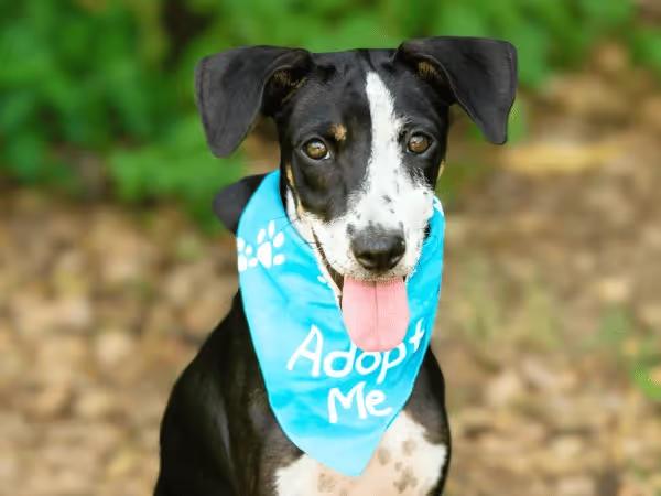 A dog up for dog adoption in Denver, wearing a bandana saying "Adopt Me"