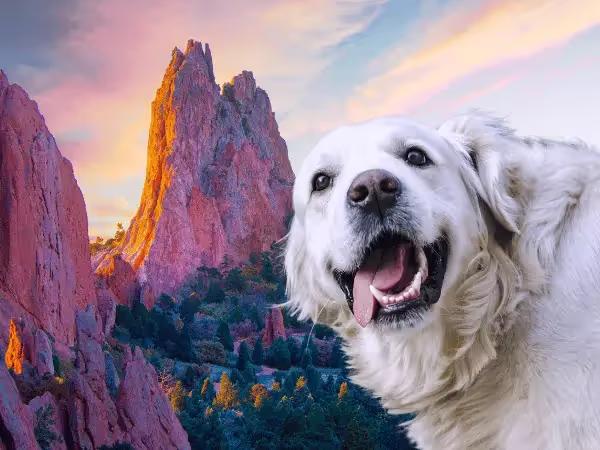 A dog in front of Garden of the Gods, representing dog friendly activities in Colorado Springs and dog friendly daytrips in Colorado Springs