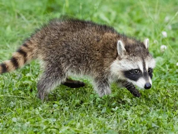 A raccoon in a backyard, one of the possible reservoirs of rabies
