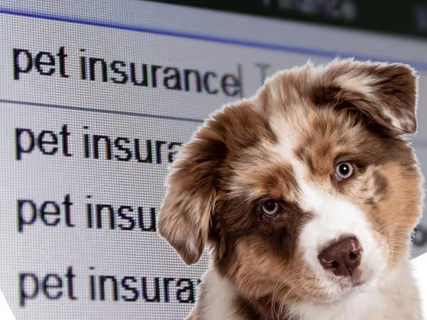 Close up of a dog in front of a search bar that says "pet insurance" to represent pet insurance for dogs and cats
