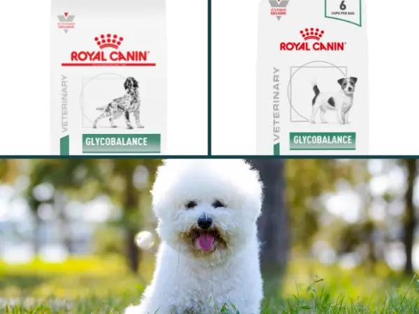 Two examples of diabetic dog food or dog food for diabetic dogs from Royal Canin