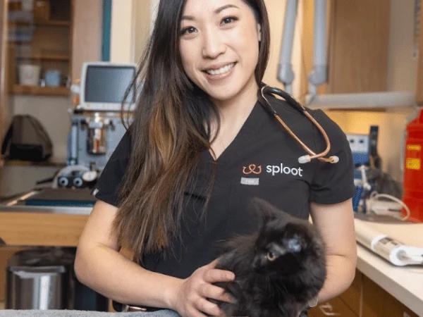 A cat getting a comprehensive wellness exam in Sploot Veterinary Care, a vet clinic with locations in Denver and Chicago