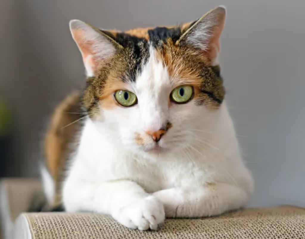 Close-up shot of a cat in a cat boarding Denver establishment