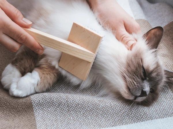 A cat getting brushed daily as part of a healthy cat care routine