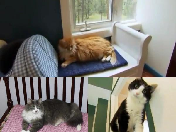Photos of Evergreen Cat Lodge, one of the cat boarding near Denver establishments