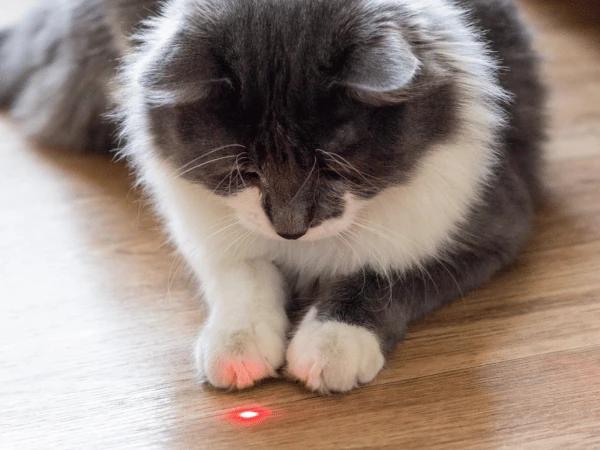 A cat about to catch the laser light in laser pointer chase, one of the fun classic cat games that many cats enjoy