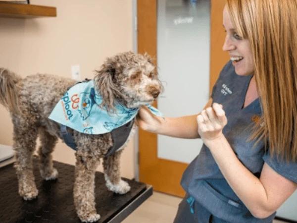 A dog having a veterinary exam in Denver Colorado at Sploot Veterinary Care for spring allergy symptoms