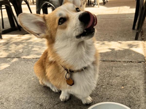A dog enjoying a treat from the dog menu of The Perch Kitchen and Tap, one of the best dog friendly restaurants in Chicago