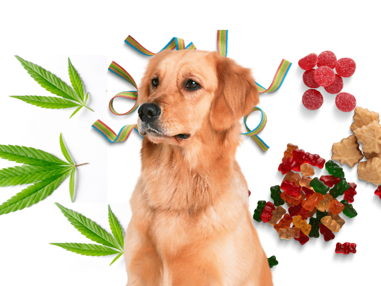 A dog surrounded by representations of human indulgences like weed and candy