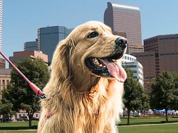 Close-up of a dog protected by the necessary dog vaccines in Denver, Colorado, strolling with their pet parent in a park