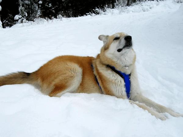 A dog wearing a durable harness, one of the must-have items when hiking with dogs