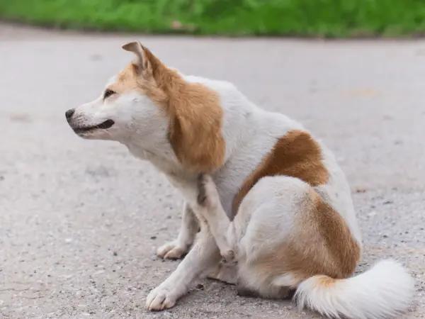 A dog with a dog itch or dog itchy skin which can be caused by dog mites