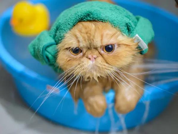 A cat enjoying a bath because the pet parent used medicated cat shampoo recommended by the veterinarian