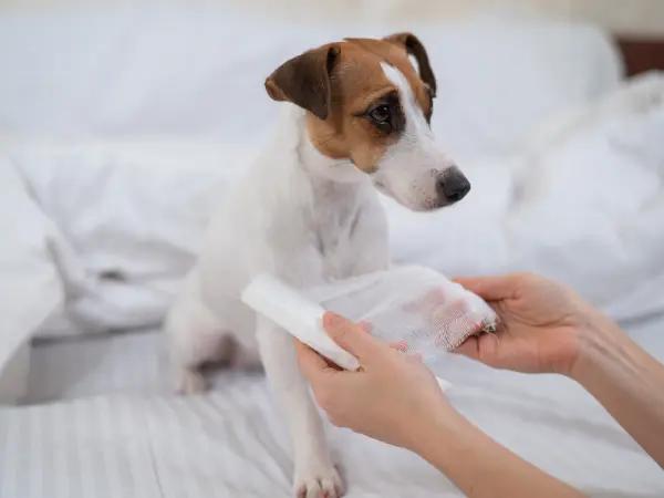A photo of a pet parent holding gauze in front of a dog, representing a possible first aid step for dog broken nail or dog nail bleeding.