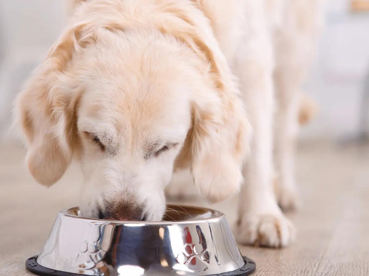 A dog eating from a bowl.