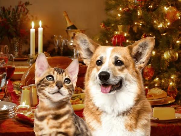 Dog and cat in front of a Christmas dinner table to represent a cat Christmas dinner and dog Christmas dinner