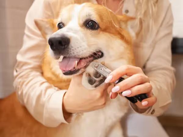 A dog getting their nails trimmed by someone who knows how to trim dog’s nails