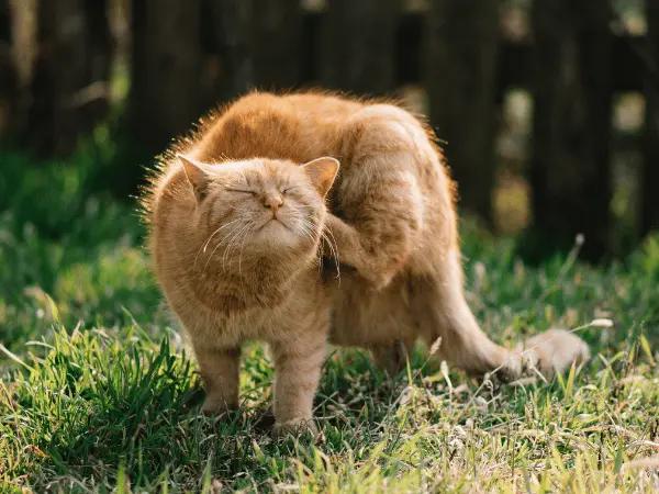 A photo of a cat scratching, representing excessive itchiness, one of the things to observe for how to tell if your cat is sick