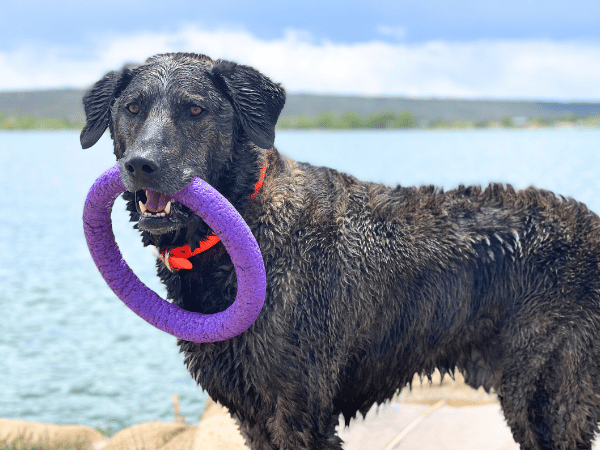 A dog with a toy, representing how to camp with a dog while reducing stress and ensuring their enjoyment while camping with a dog 