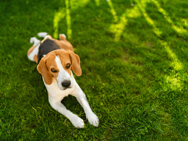 A dog relaxing in the yard on grass during summer, which stays cooler than concrete or dirt