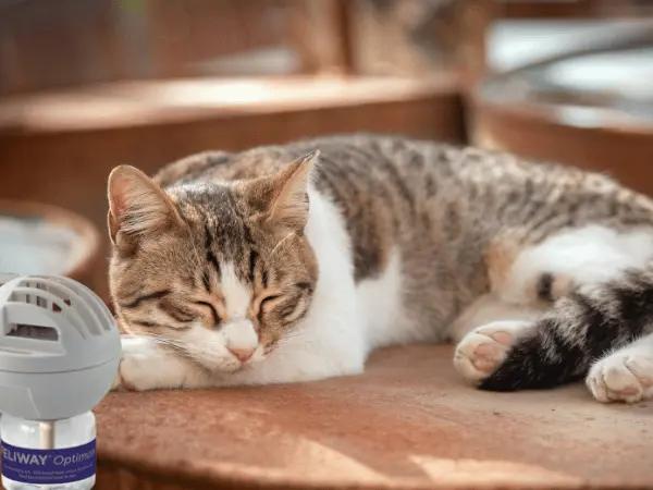 A cat calmly sleeping next to a pheromone diffusers for cats, representing one of the ways to help treat separation anxiety in cats