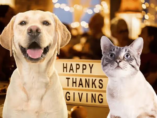 A dog and cat in front of a Thanksgiving dinner representing Thanksgiving Pet Safety Tips