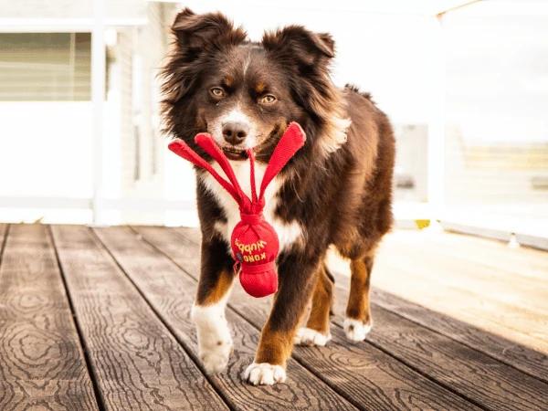 A dog playing with a squeaky toy while in a pet boarding establishment