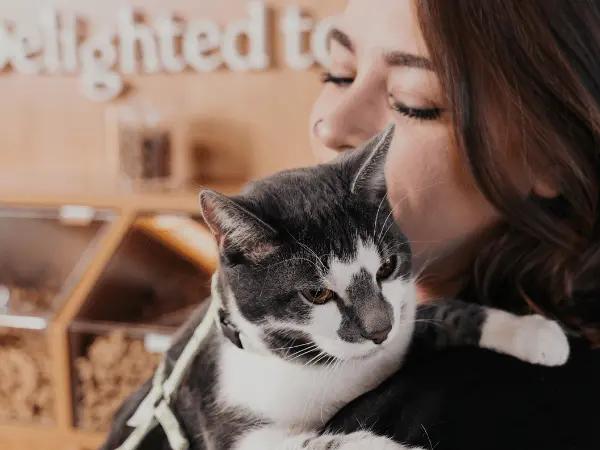 A cat handled with care at Sploot Vets, a vet clinic in Colorado Springs, Denver, and Chicago that provides heartworm treatment for cats and other services