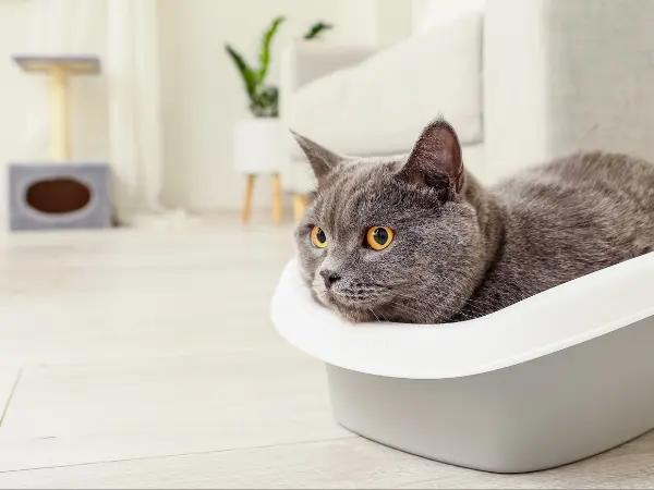 A cat learning to use the litter box, representing the successful outcome of litter box training for cats