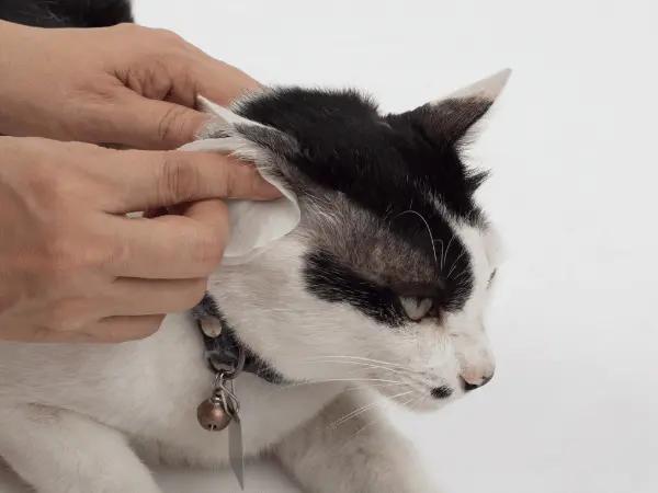 Close-up of the proper technique of wiping the external cat ear, the first step for how to clean a cat’s ears