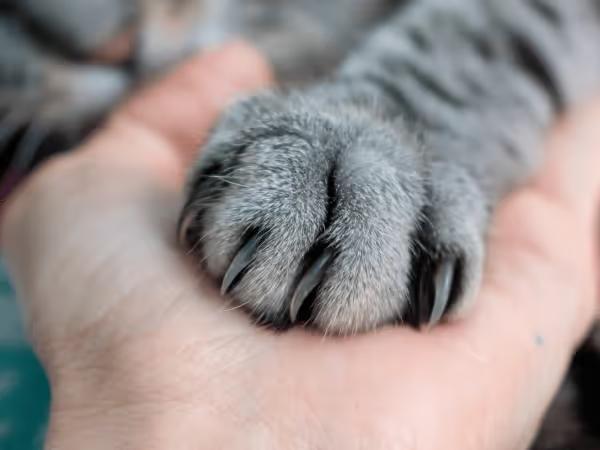 A close-up of a paw of a cat to represent cat scratch fever or cat scratch disease