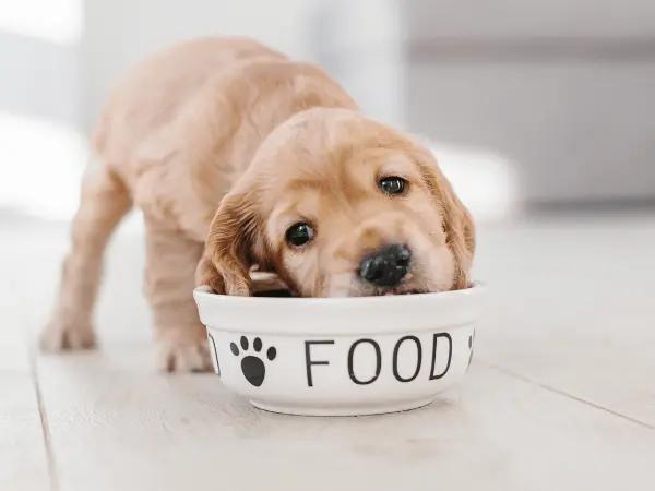 A golden retriever puppy eating the best best puppy food for medium breeds