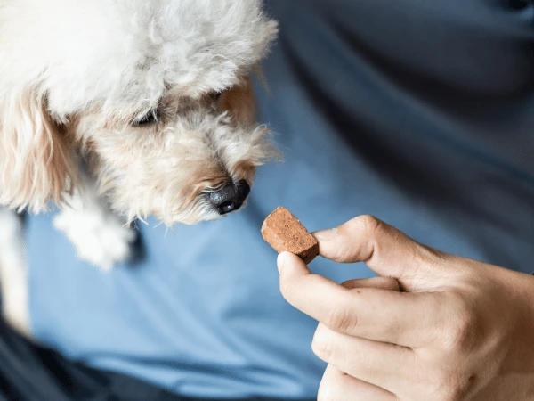  Close-up of a man feeding his dog a heartworm preventive, in order to avoid heartworm infection which is typically not covered in pet insurance for cats and dogs