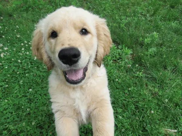 A puppy that is around 9 months old, which is the age when most puppies have a grasp on potty training