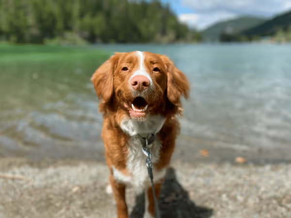 A dog standing in front of a lake, representing some of the best dog-friendly hikes in Colorado Springs