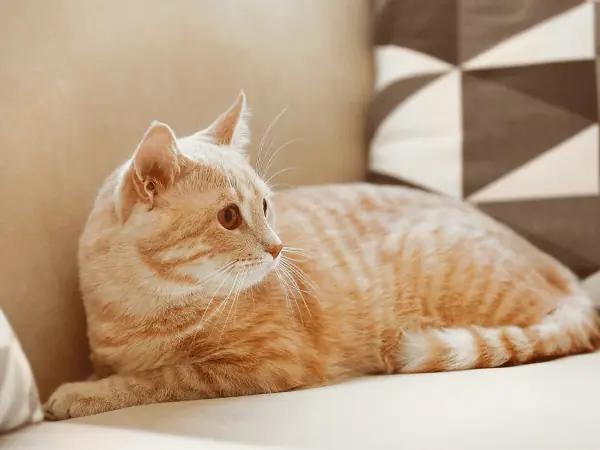 An orange cat that is lying down but not asleep, representing restlessness, which is one of the signs of cat pain