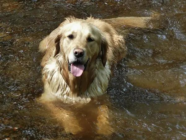A dog swimming in a pond or lake, one of the possible sources of Giardia in dogs or Giardiasis in dogs