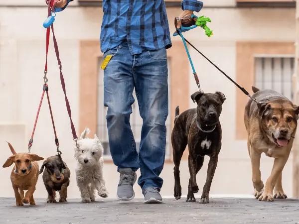 A man walking different dog breeds, showing their differences in sizes which can influence converting dog years to human years